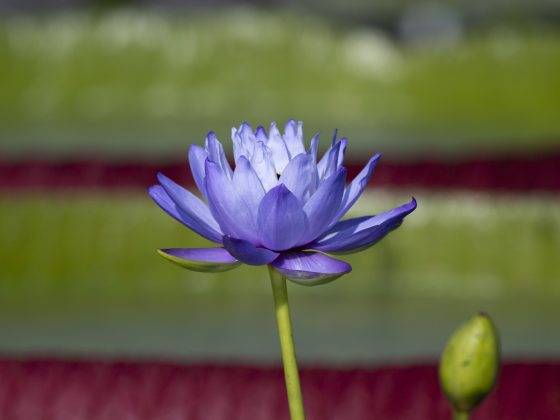 Multi-petaled blue flower on long green stem