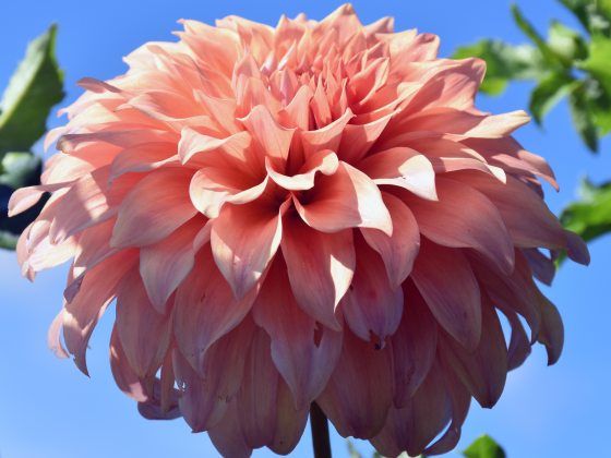 Peach-colore, multi-petaled flower against a bright blue sky