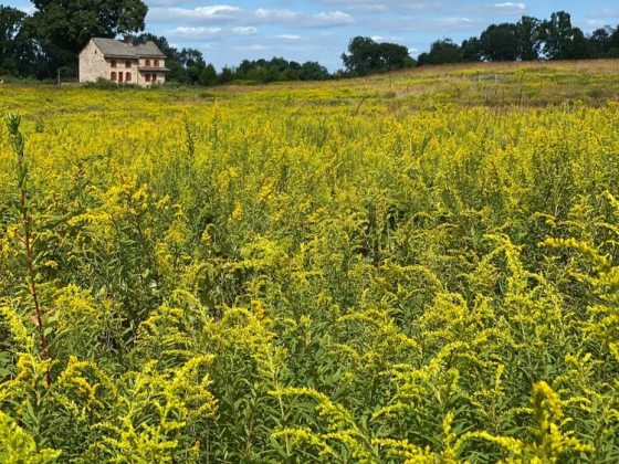 Tiny individual flower heads bloom in dense showy golden-yellow , flat-topped clusters, or cascading, pyramid-shaped plumes. 