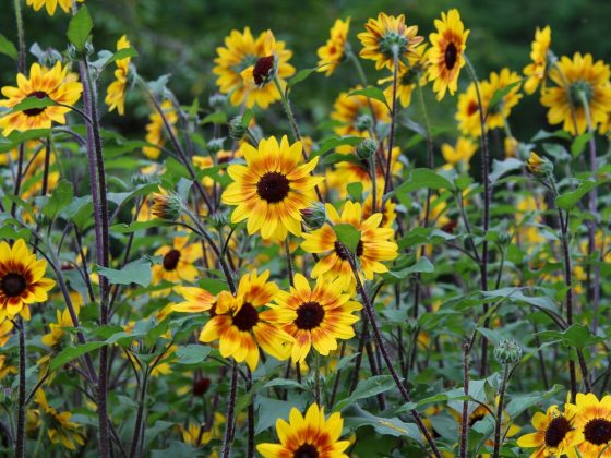 A multi-branching, compact hybrid plant that produces continuous 4-inch golden-yellow blooms featuring a distinct reddish inner ring and a dark brown center.