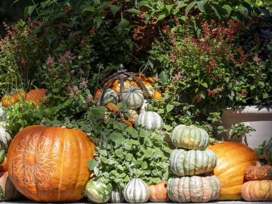 Variety of pumpkins, large and small and from green to bright orange, enveloped with fall blooming annuals. 