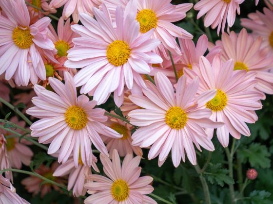 Light-pink and yellow daisy-type flower. 