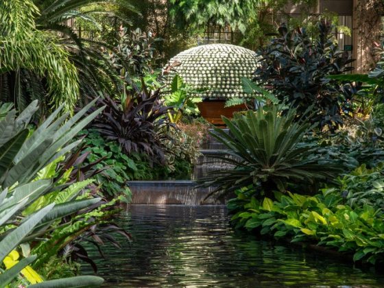 Massive, dome-shaped horticultural display grown from a single plant and a single stem to produce over 1,000 uniform white flowers.