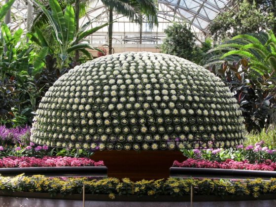 Thousand Bloom is a centuries-old technique  in which a single stem chrysanthemum plant  is grown and trained to produce as many  perfectly placed blooms as possible. This season, the creamy-white cultivar ‘Susono-no-Tsuki' was selected.