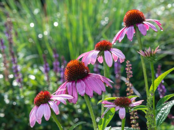 Virtual Member Activities | Longwood Gardens