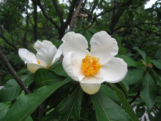 White petaled flower with orange center and green leaves.