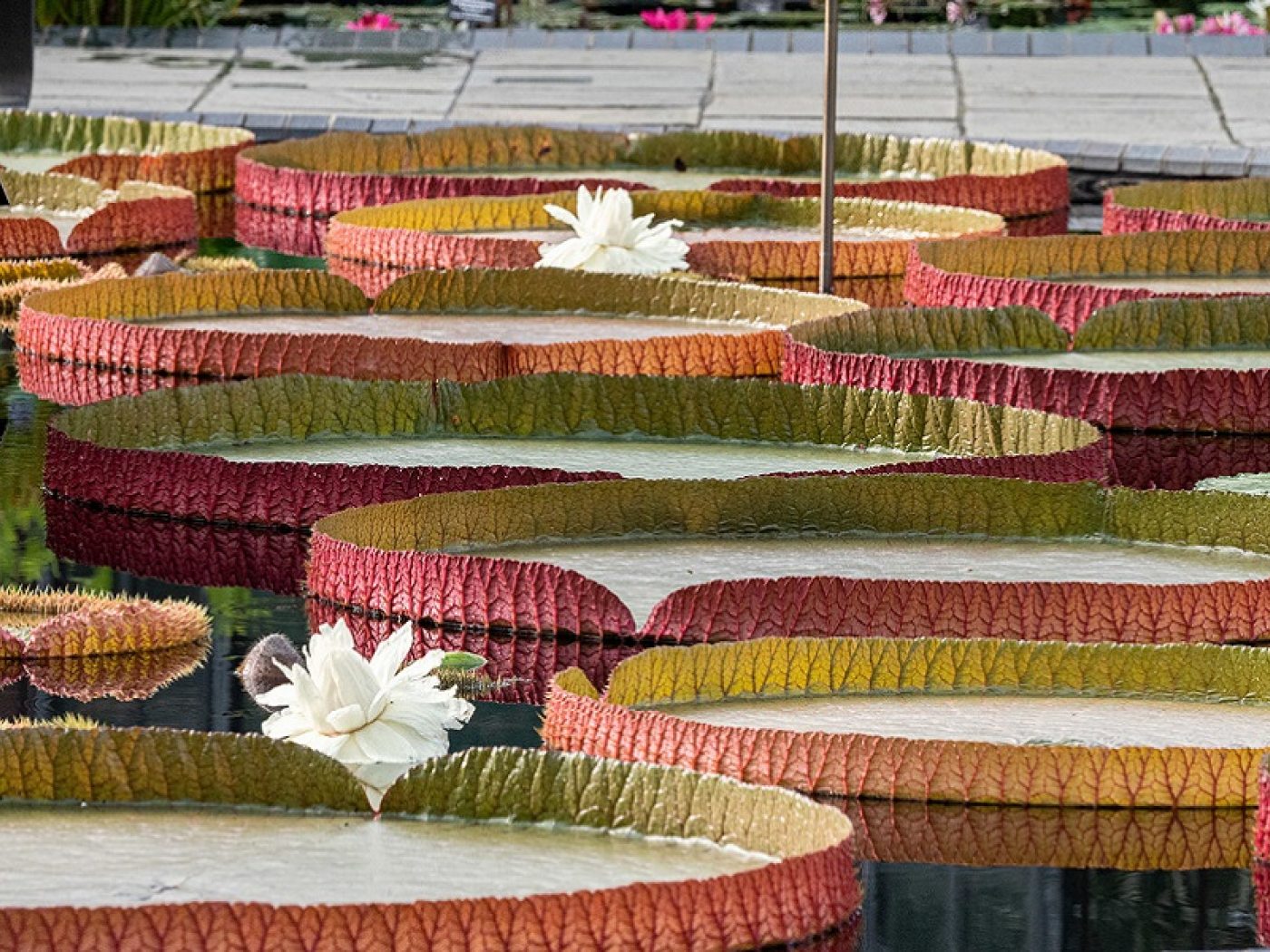 Waterlily Court Longwood Gardens
