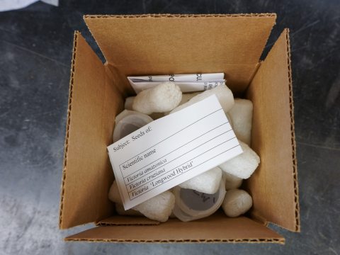 Waterlily Court Longwood Gardens