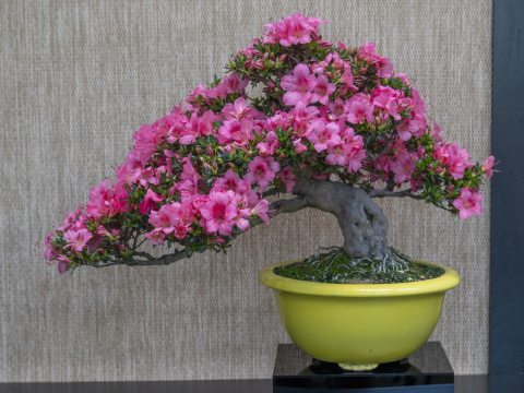 Bonsai azalea display at Longwood Gardens