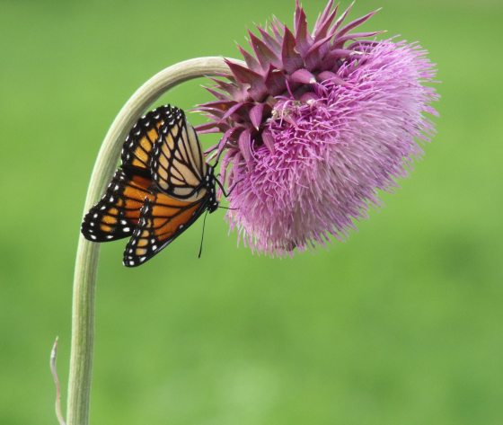 large purple flower head with yellow, black and white stripped butterfly on stem of flower