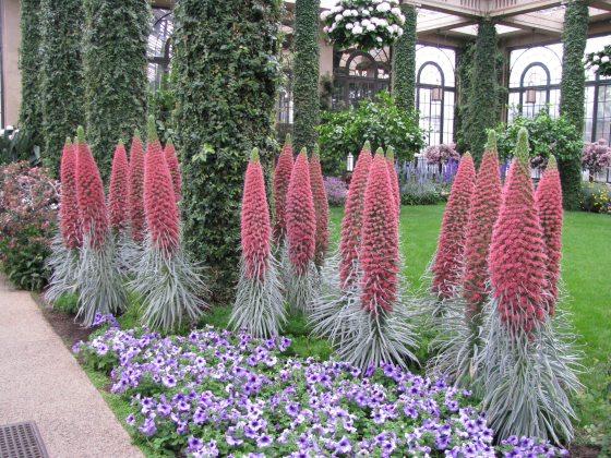 tall and red Echium wildpretii surrounded by a bed of purple flowers 