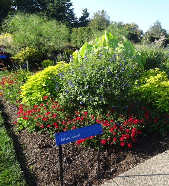 garden plot with large green leaves, short red flowers, and blue sign