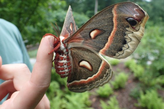 A large brown and orange cecropia moth on a hand 