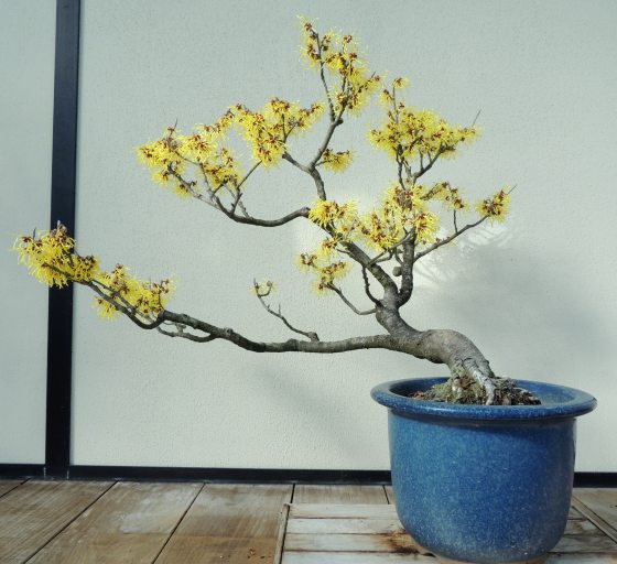 medium sized witch hazel bonsai tree with bright yellow buds