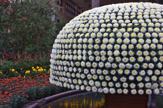 white thousand bloom mum on water 