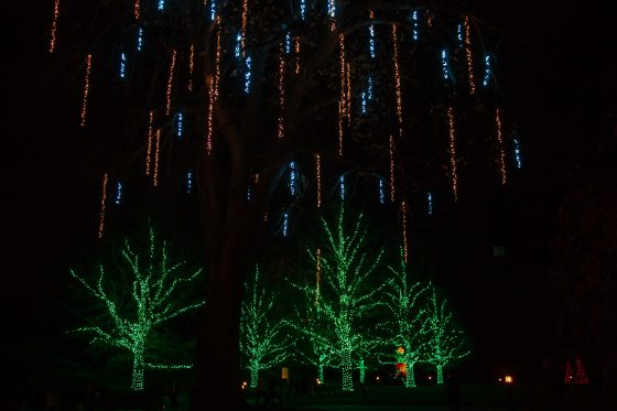 trees with green Christmas lights and hanging lights overhead
