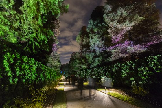 trees and bushes lit with purples, yellows, and blues 