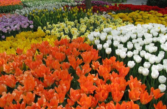 A bed of bright orange, yellow, purple, red, and pink tulips