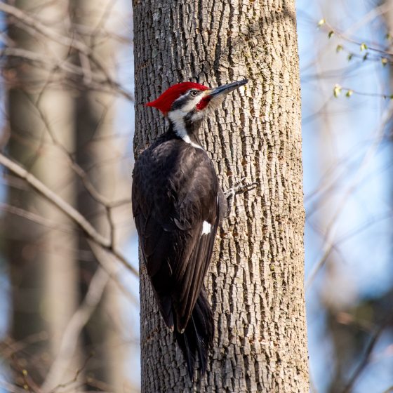 a Pileated Woodpecker on a tree 