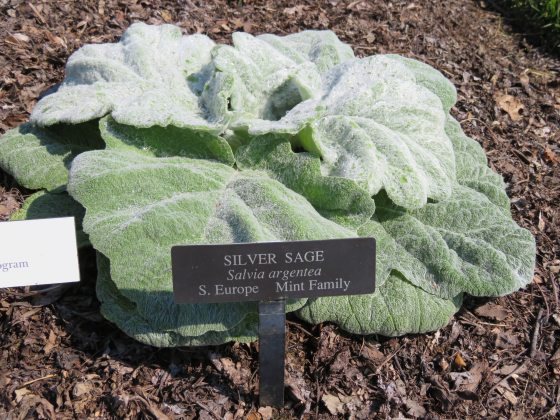 a silver sage plant planted in a bed of brown mulch 