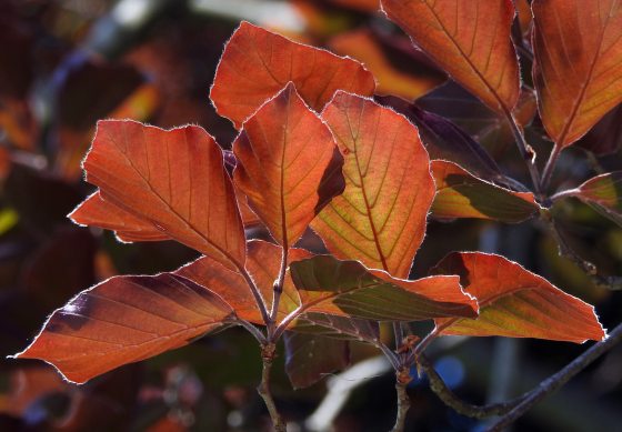 branch with bright orange and red leaves 