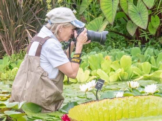 close up of a woman with a Nikon photo taking a photo in the water lily pond