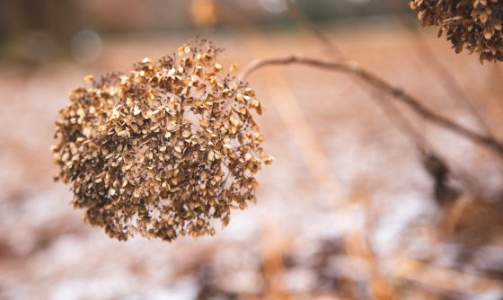 Close up of dried Hydrangea flowers in the winter