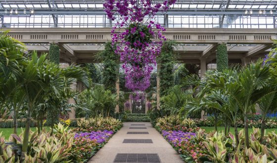 tropical flowers with orchids hanging overheads