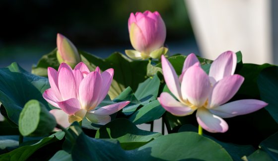 three lotus flowers with pink petals