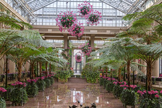 a wide view of the fern floor 