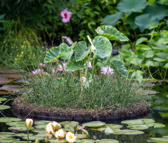 water lily display in the pond with surrounding plants