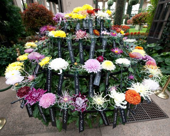 rows of multicolored chrysanthemums with black tags stating the plant names 