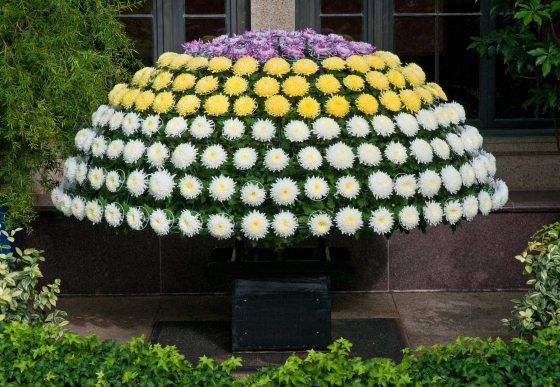 a dome of chrysanthemums with white, yellow, and purple flowers