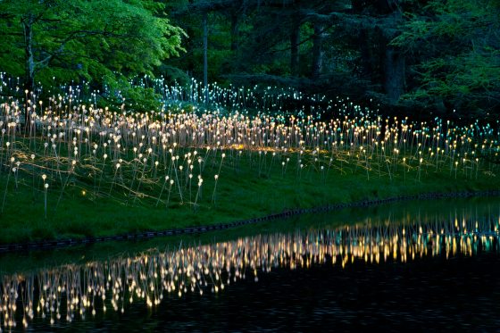 bright, yellow bulbs reflecting in the water 