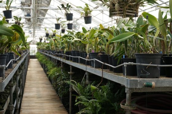 rows of green orchids in a greenhouse 