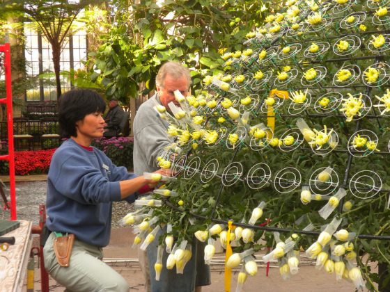 two people working on the 1000 bloom mum 