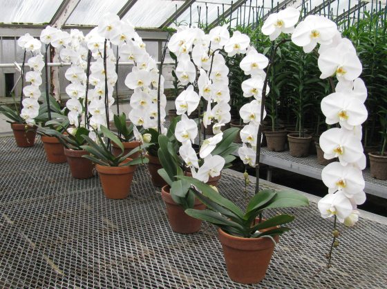 a row of white hanging orchids inside of a greenhouse