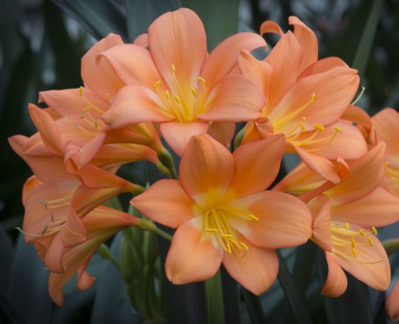 a grouping of orange clivia blooms 