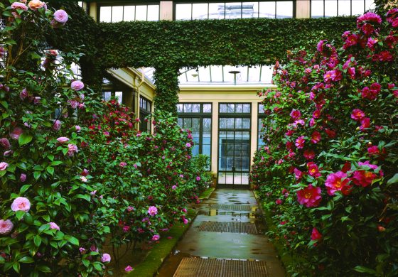 indoor garden with blooming camellia bushes on each side of a path