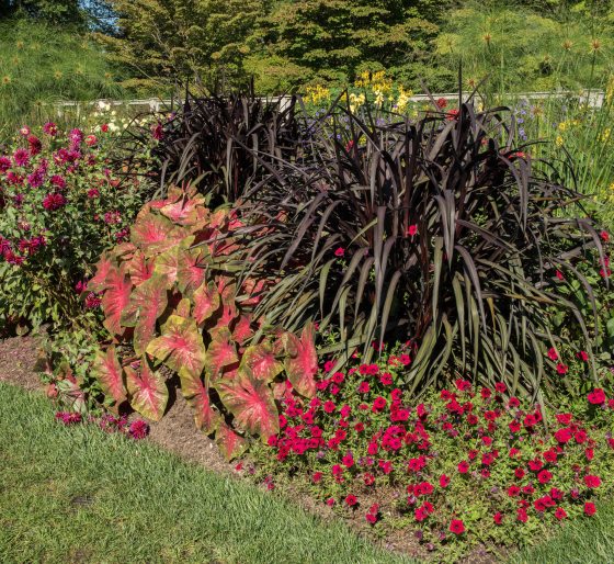 A fall flower bed arrangement in an array of red, pink and dark purple colors