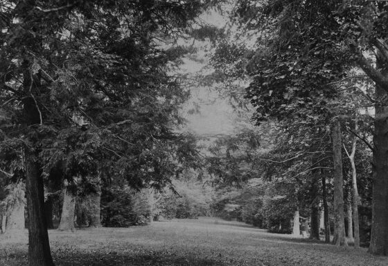 a scanned black and white photograph of a lawn lined with with tall trees 