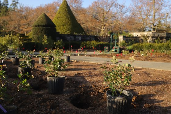 plants in black containers on a bed of soil 