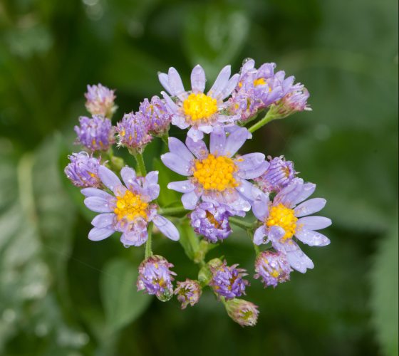 small cluster of flowers in bloom with purple petals and bright yellow in the center with droplets of water on it