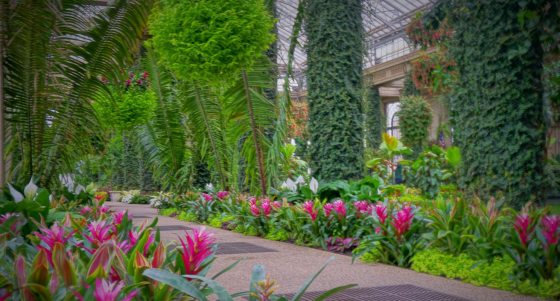 indoor conservatory with large palm leaves and pink flowers lining the path