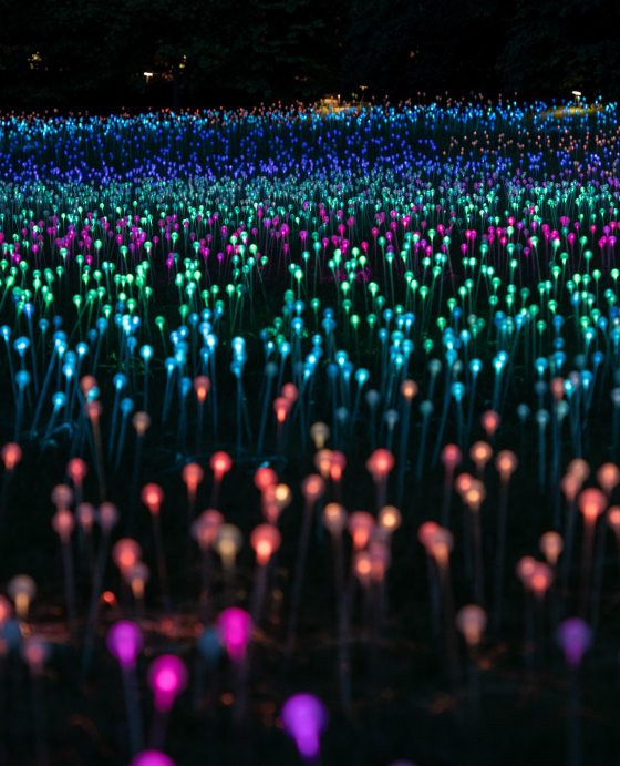 nighttime field of small orb lights 
