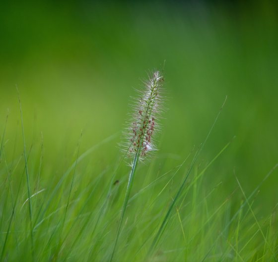 single grass seed head in green grass