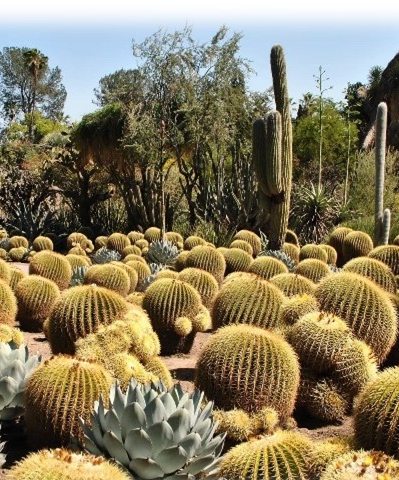 dozens of round yellow cacti on the ground