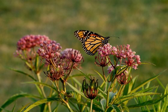 a monarch butterfly resting on a pink milkweed plant in a meadow