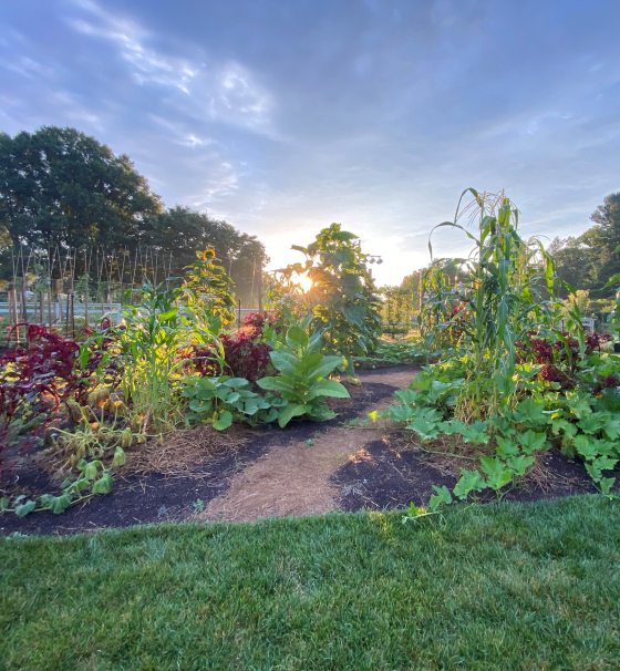 vegetable garden filled with corn, squash, and other plants at sunset