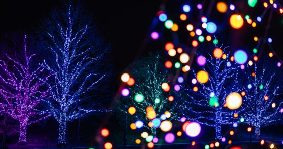 two large trees lit with purple and pink christmas lights with blurry lights on the right side